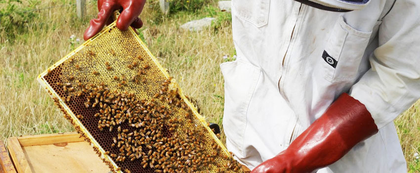 養蜂家の顔の見えるハチミツにこだわり安心・安全をお届けします